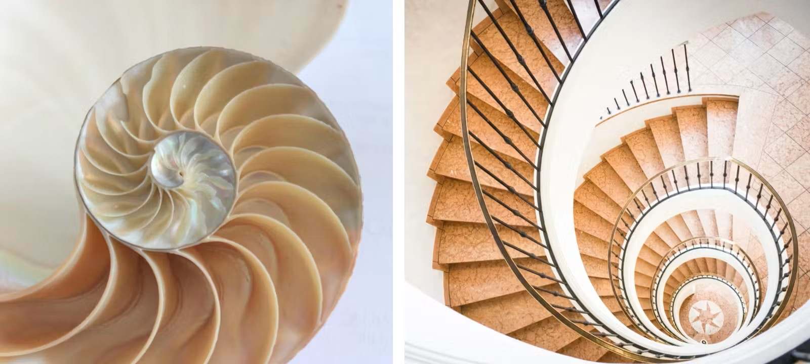 What is Biomimicry? Examples of Biomimicry